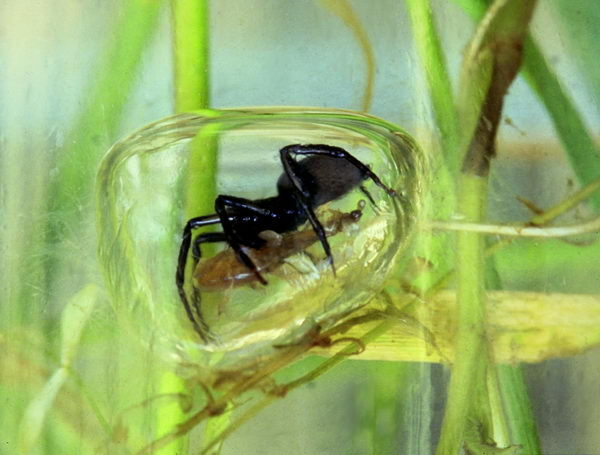 Здатність жити і дихати під водою у звичайних павуків відсутня